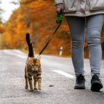 Walking with cats: Tips for leash walking, hiking and camping with your cat