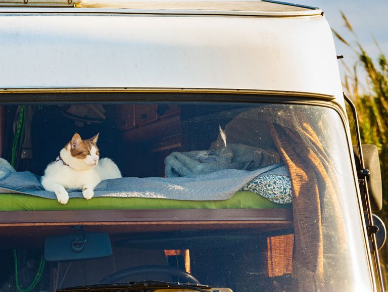 Travelling with cats Tips for travelling with a cat in a car