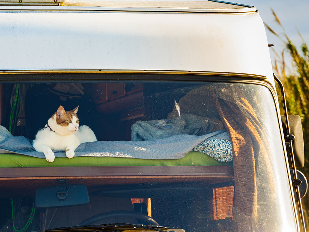 Cat laying on bed in rv integra camper car and looking around trought front window pane Motorhome traveling with pet
