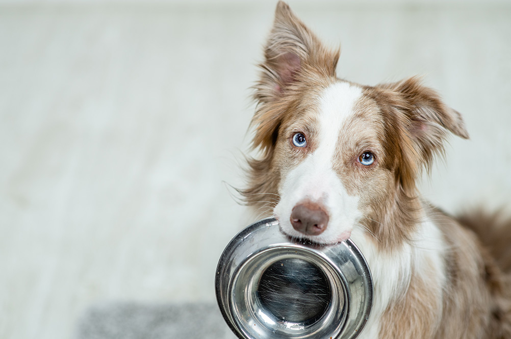 Border collie dog holds bowl in it mouth and looks at camera