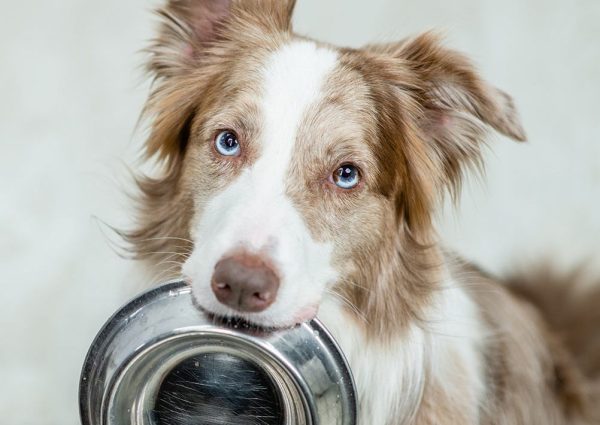 Border collie dog