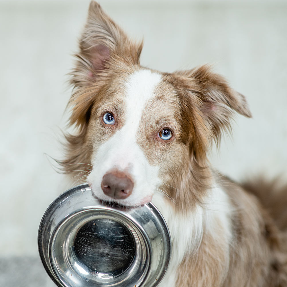thumb Border collie dog holds bowl in it mouth and looks at camera