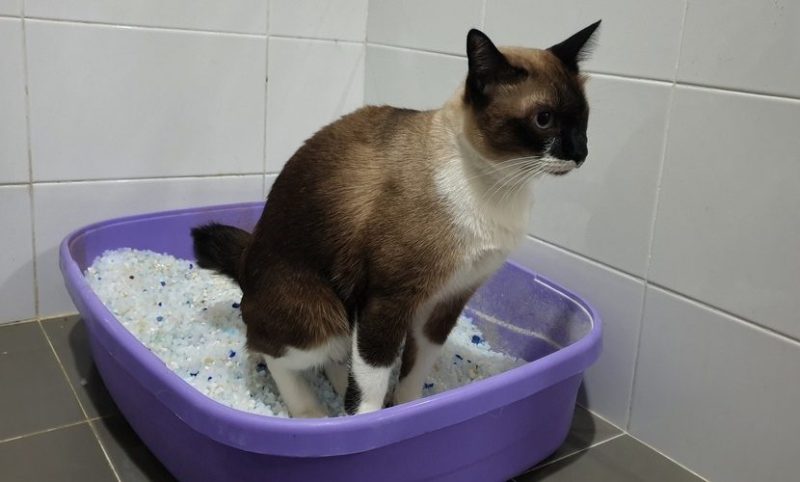 Cat sits in a purple litter box