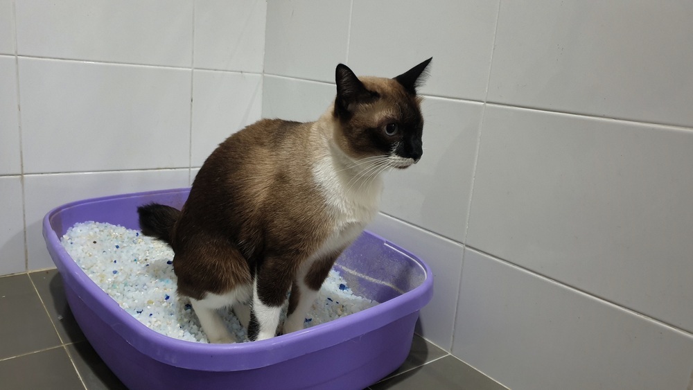 A cat using silica sand crystal cat litter inside pet toilet box