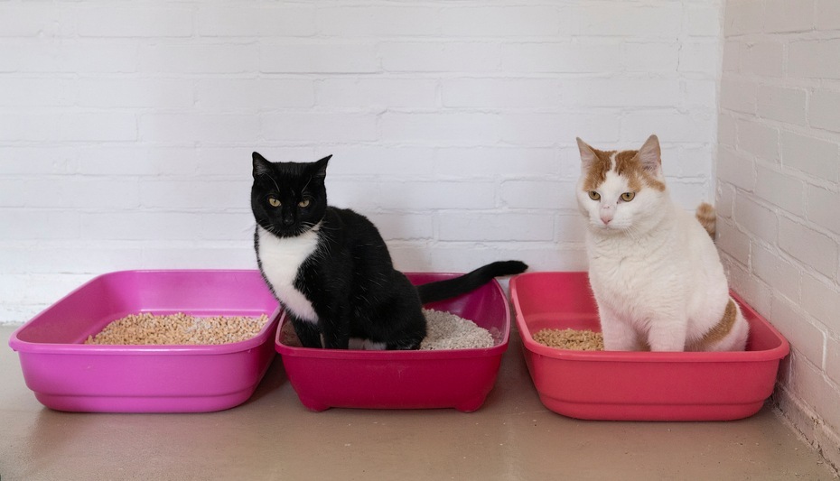 White and ginger cat and black and white cat sitting on a litter tray in a white room
