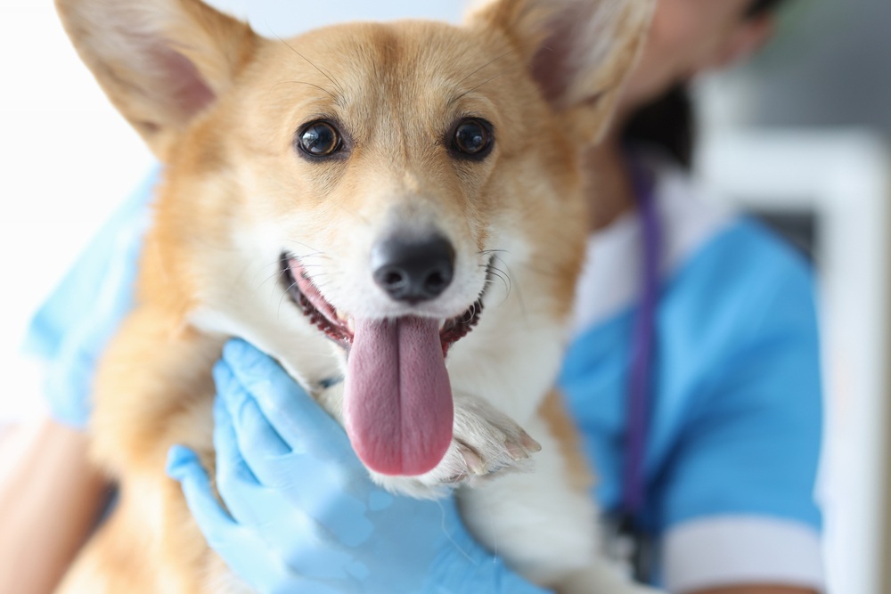 Handsome welsh corgi at the vet appointment closeup
