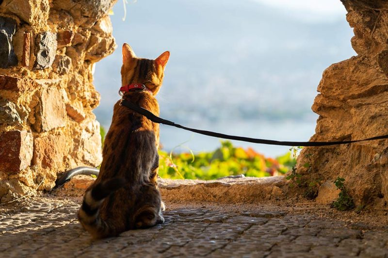 Bengal cat sits on a leash enjoying the spring weather outdoors