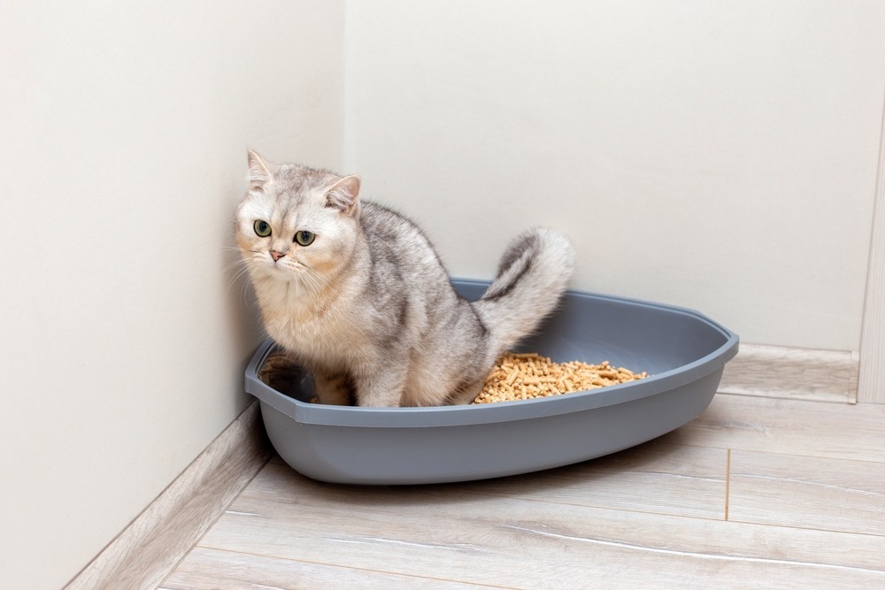 Top health conditions in cats Bow Wow Meow