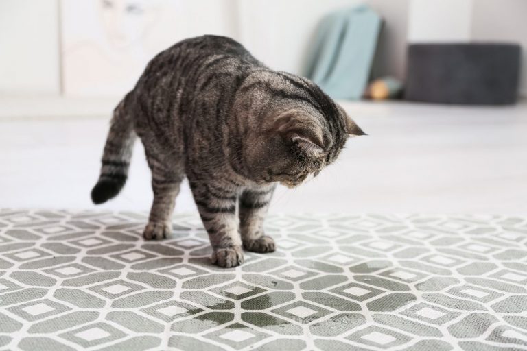 Inappropriate Urination In Cats - How To Manage This Undesirable Behaviour