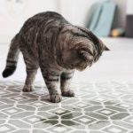 Inappropriate urination in cats