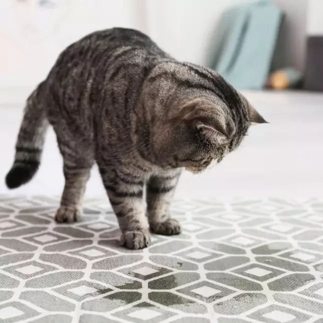 Cat peeing on outlet mat outside litter box