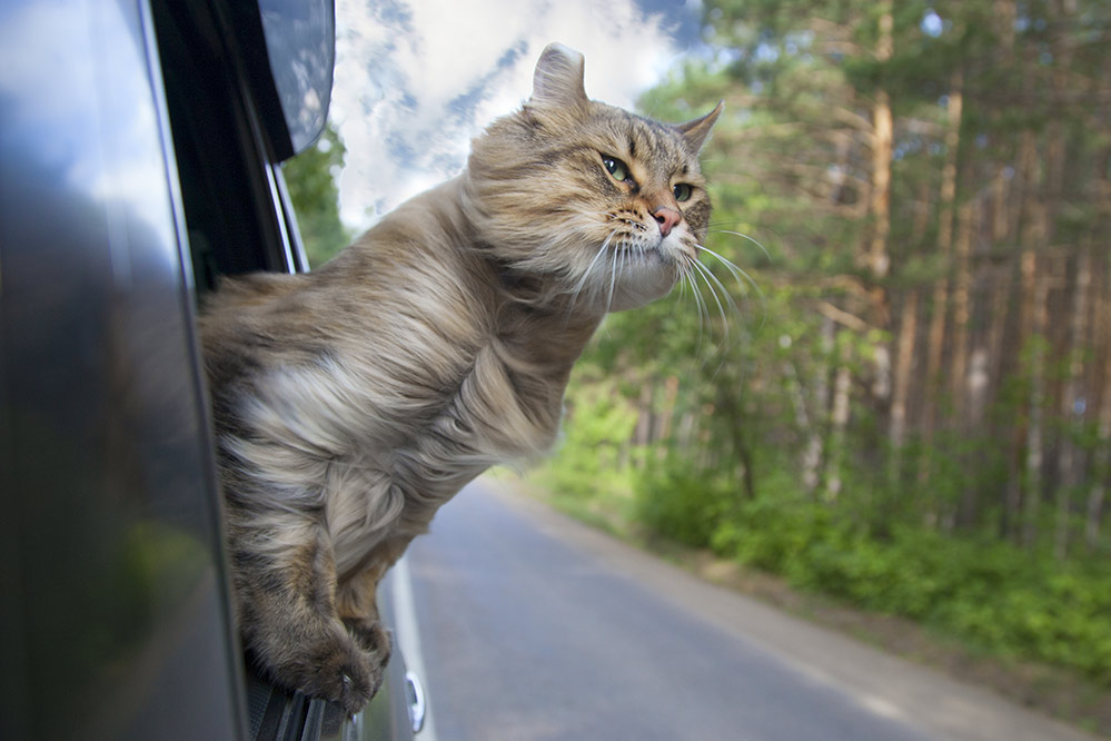 Head Cat out of a car window in motion