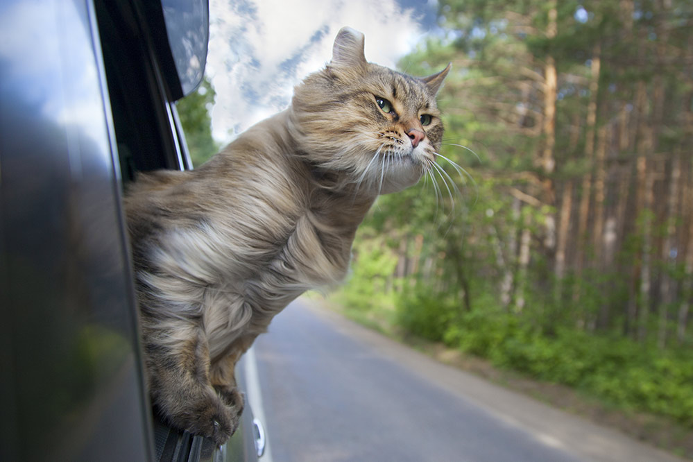 Traveling with a store cat