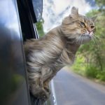 Travelling with cats: Tips for travelling with a cat in a car