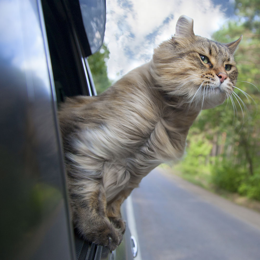 THUMB Head Cat out of a car window in motion