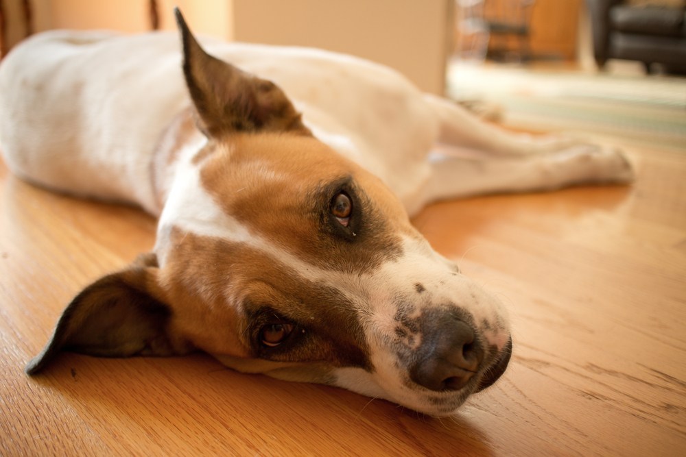 A White and Brown Mixed Boxer-Pointer Dog Rests on a Wooden Interior Floor, looking off screen slightly with indistinct furniture further in background