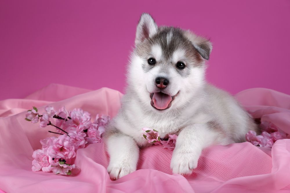 Cute Siberian husky puppy with flowers on a pink background