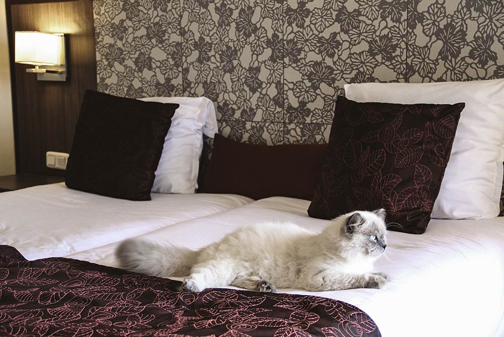 Pet friendly hotel. Cat is on the big bed in hotel room Traveling with pets Tips for safely staying in a hotel with your cat