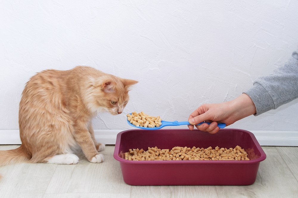Wood litter for litter boxes for cats. Ginger cat at the tray.