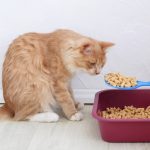 Litter tray aversion in cats