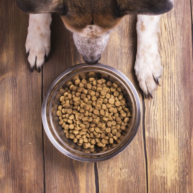 Bowl of dry kibble dog food and dog’s paws and neb over grunge wooden floor