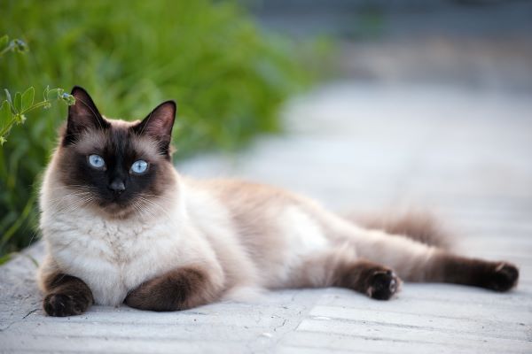 Siamese cat breed Bow Wow Meow