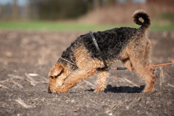 An Airedale Terrier tracking training in the field