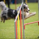 Dog sports: fun activities for dogs & owners