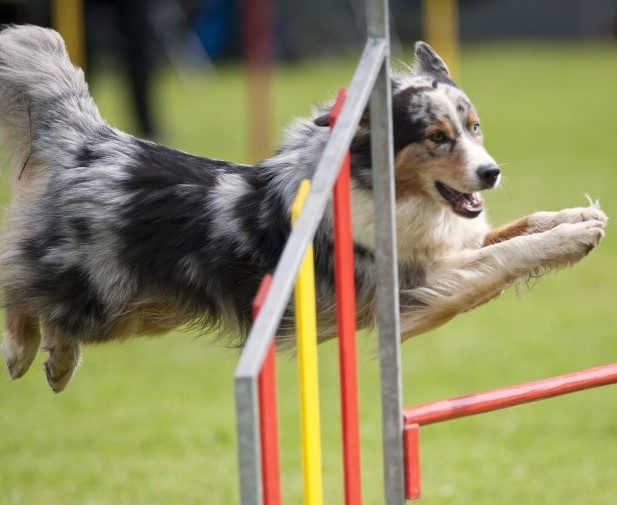 Blue merle dog on agility jump. Border collie, australian shepherd on a jump, competing on an outdoors agility competition.