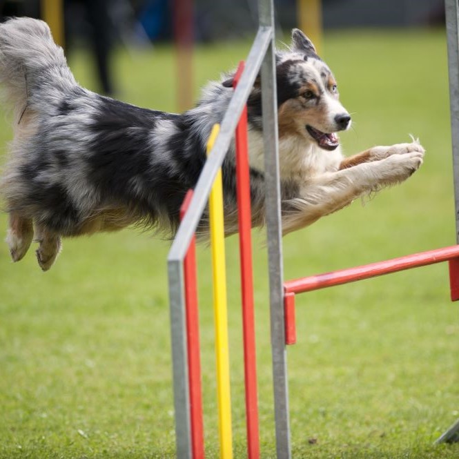 Blue merle dog on agility jump