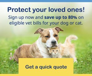 Is Pet Insurance Worth It? Pros & Cons of Pet Insurance