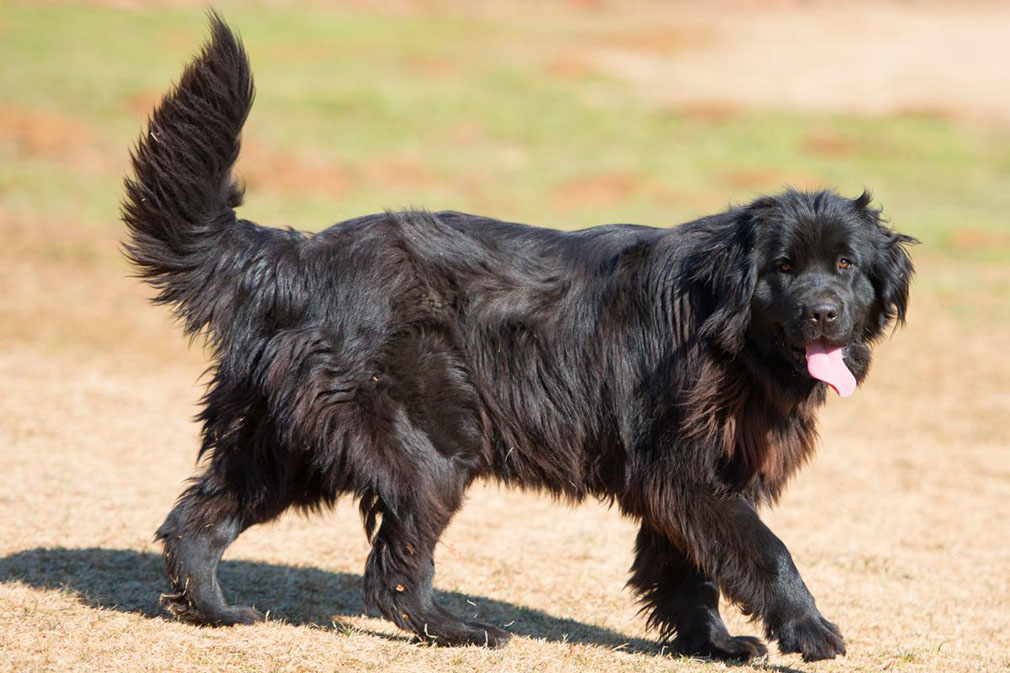 Newfoundland dog breed in an outdoor