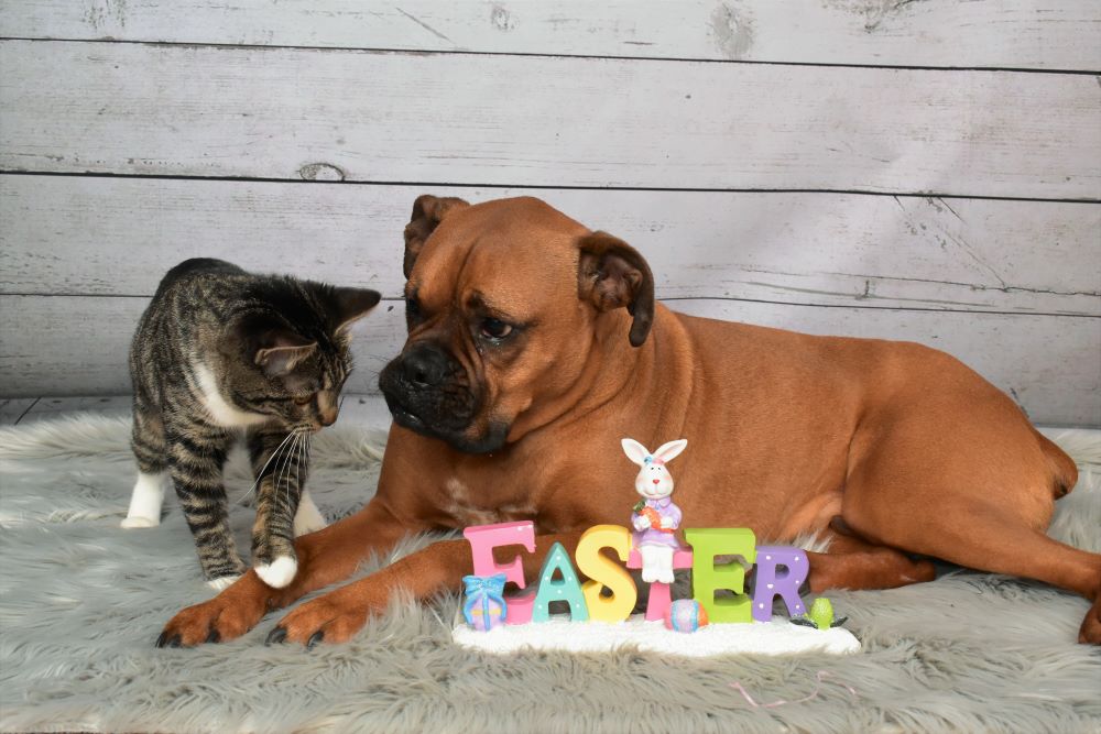 Tabby Manx Cat and Boxer breed dog Easter portrait