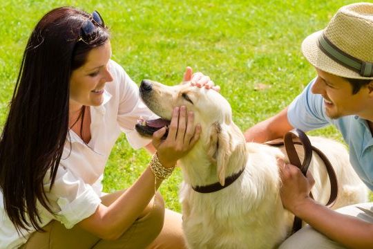 Young happy couple playing with Labrador dog smiling in park