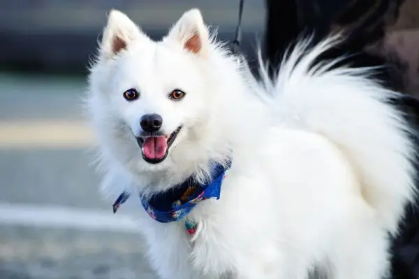 Japanese Spitz dog breed Bow Wow Meow Pet Insurance