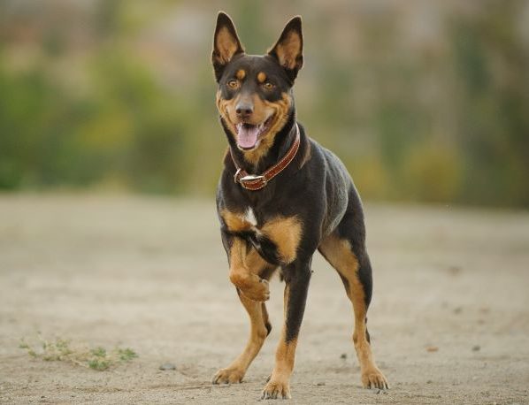 Australian Kelpie dog