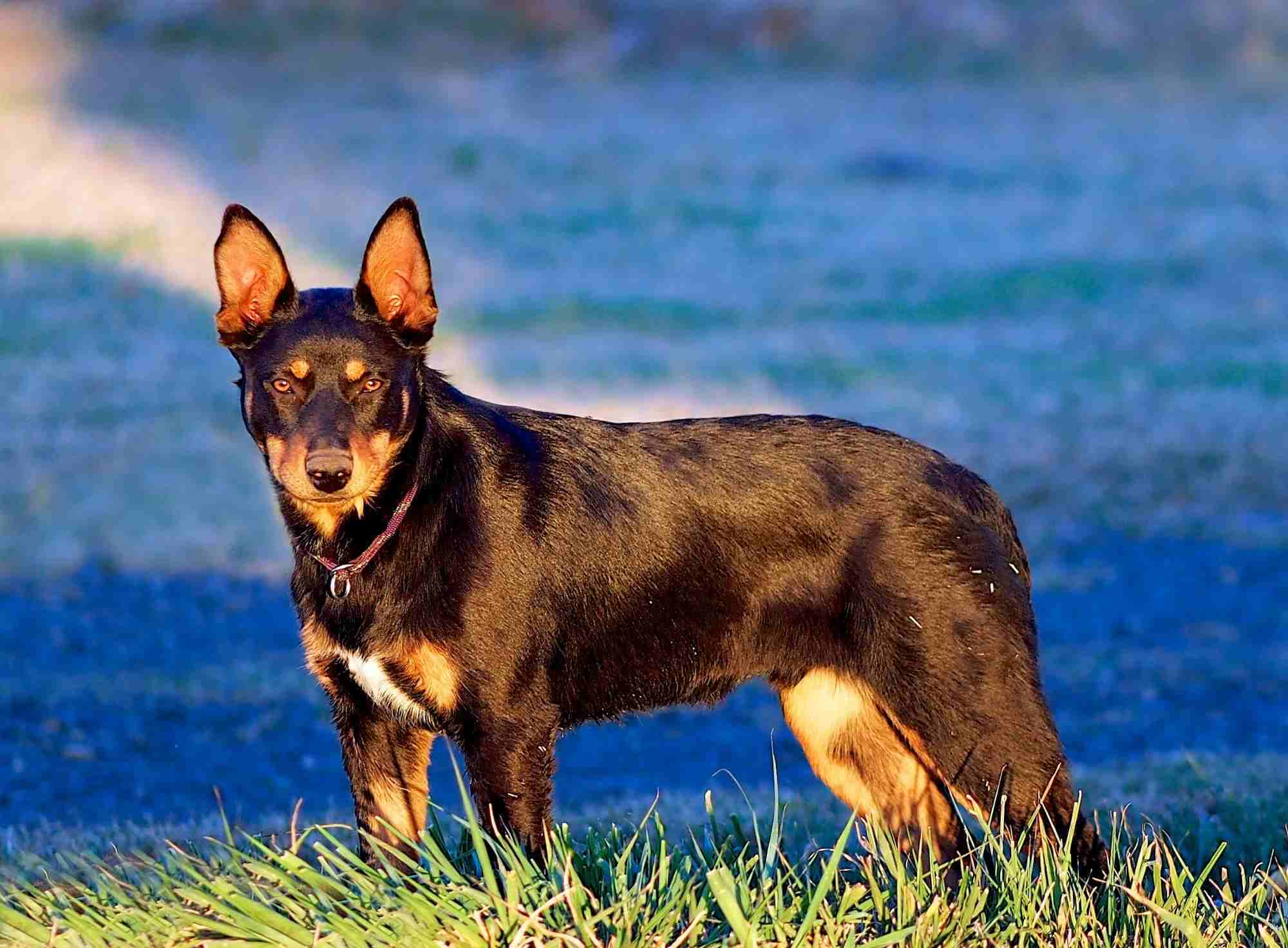 Australian Kelpie Coat Colors At Keith Joseph Blog