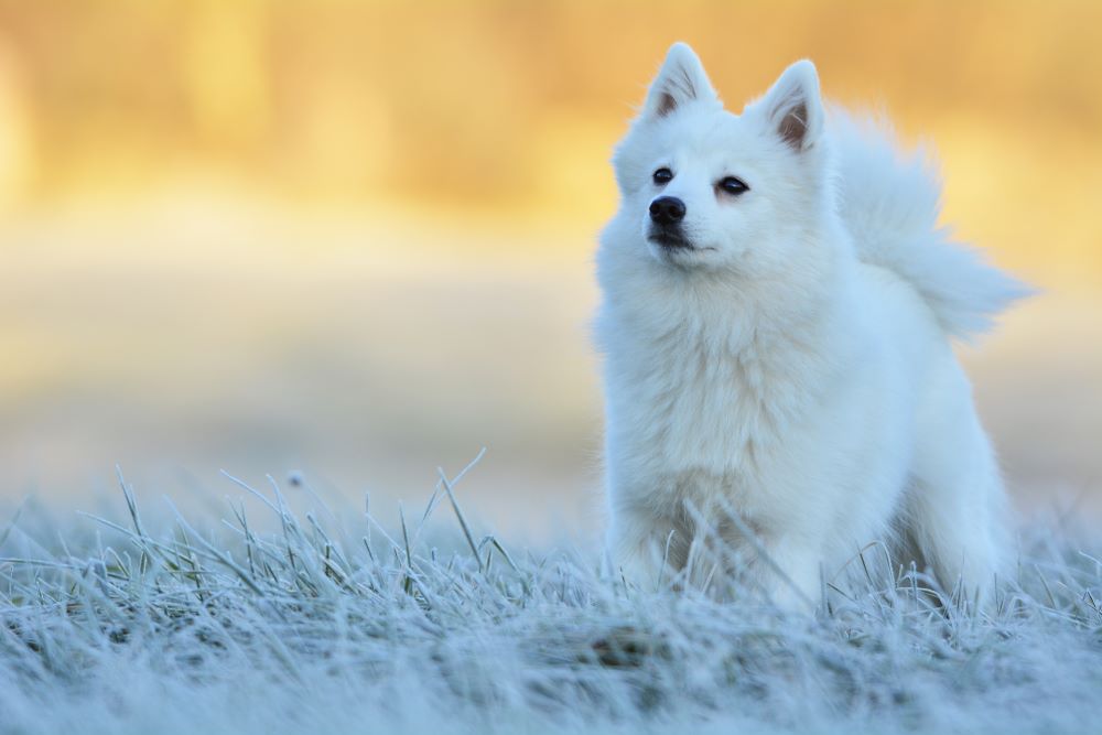 genetisk præcedens krater Japanese dog breeds - Shiba Inu, Akita Inu, Japanese Spitz & more