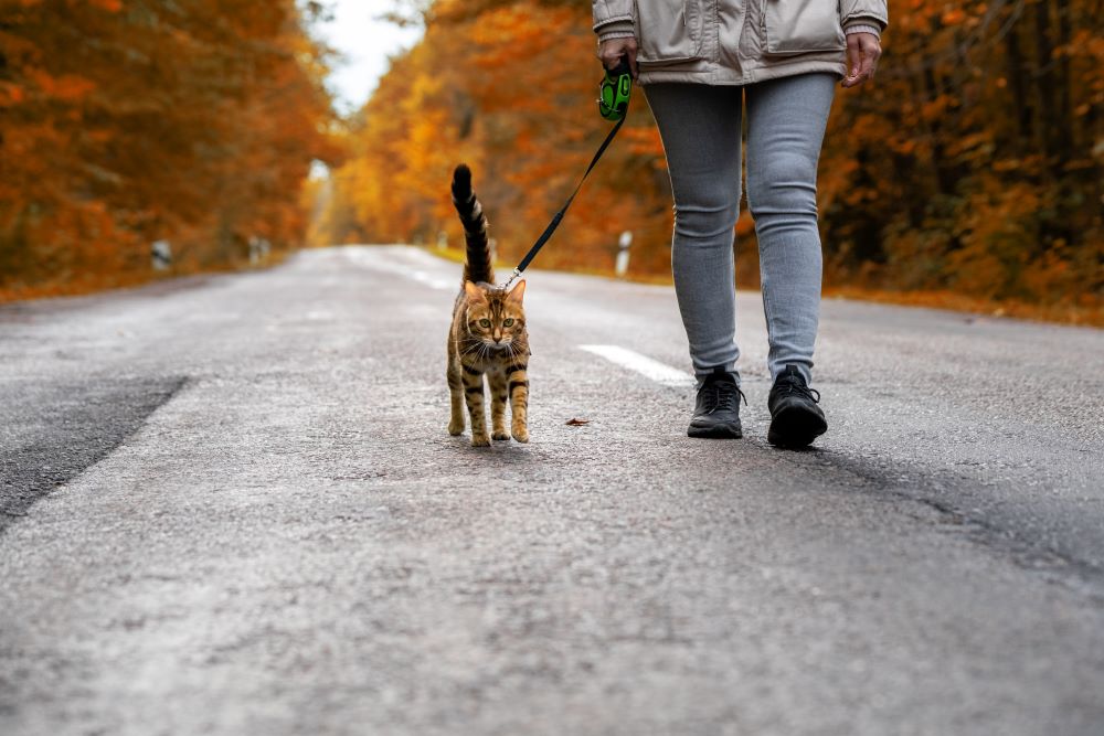 Женщина с бенгальской кошкой на поводке идет по дороге в лесу.