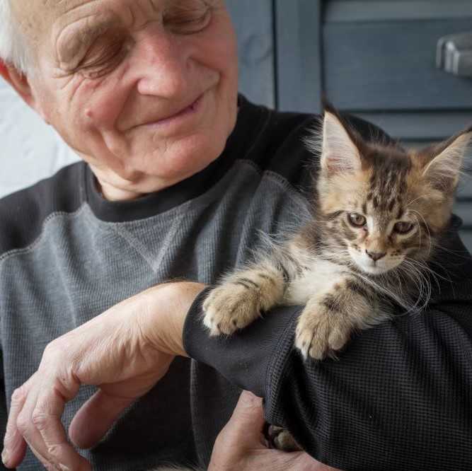 The benefits of having a cat Top 10 ways cats improve our