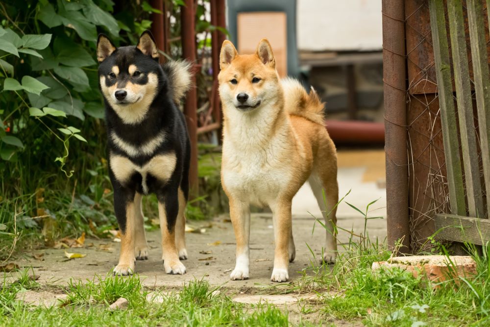 Japanese Dog Breeds - Shiba Inu, Akita Inu, Japanese Spitz & More