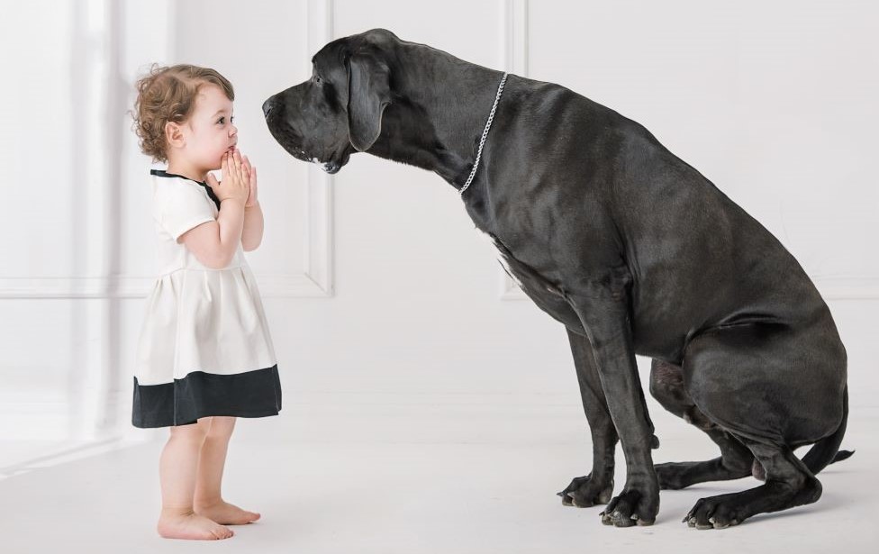 which mastiff breed is the largest
