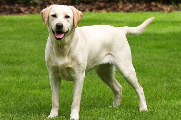 Yellow Labrador retriever dog stands outdoors on the grass