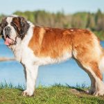 The biggest dog breeds - Giant dog breeds info