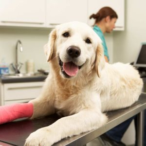 Veterinary team examining a white cat’s front paw on an examination table.