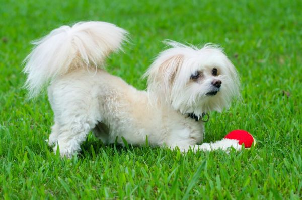 Portrait of maltipoo dog playing with ball in field