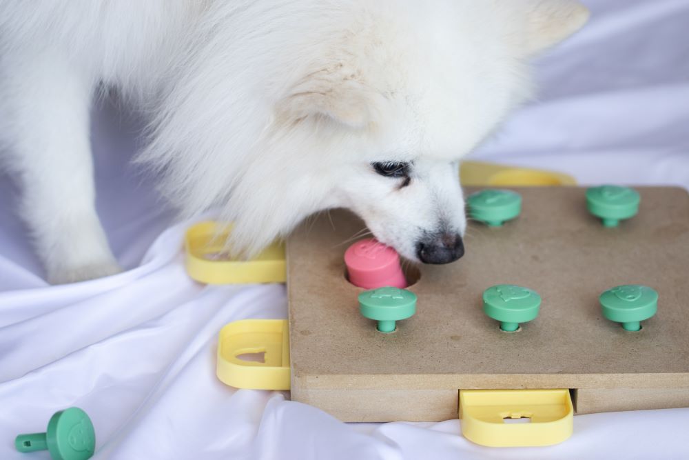 https://bowwowinsurance.com.au/wp-content/uploads/2022/04/shutterstock_1716521167-ed-Dog-playing-Intellectual-game.-Training-game-for-dogs..jpg