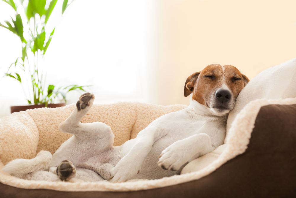 https://bowwowinsurance.com.au/wp-content/uploads/2022/04/shutterstock_176468720-ed-dog-having-a-relaxing-siesta-in-living-room.jpg