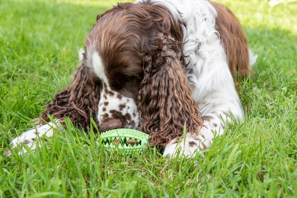https://bowwowinsurance.com.au/wp-content/uploads/2022/04/shutterstock_2071232552-ed-Cute-white-and-brown-English-Springer-Spaniel-dog-smells-chewing-toy-with-snacks-lying-on-grass-lawn-in-sunny-green-park-closeup.jpg