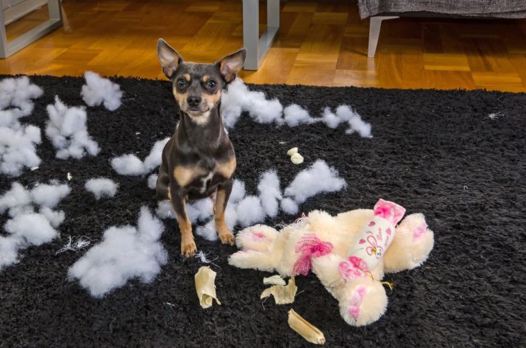 Guide to Buying Best Dog Toys to entertain them Bow Wow Insurance